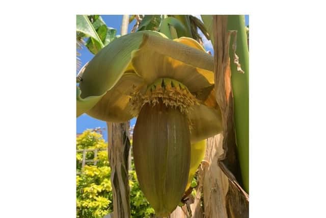Richard Evans bananas are now growing in his tropical Warwick garden