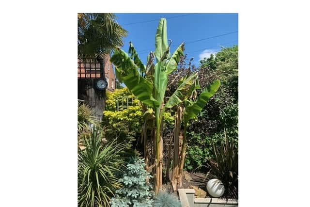 Richard Evans bananas are now growing in his tropical Warwick garden