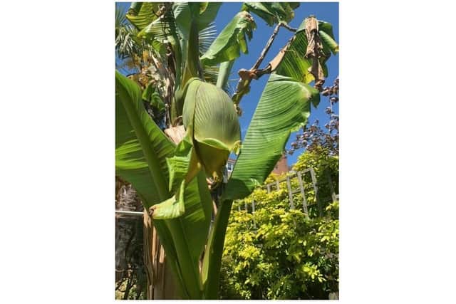 Richard Evans bananas are now growing in his tropical Warwick garden