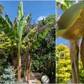 Richard Evans bananas are now growing in his tropical Warwick garden