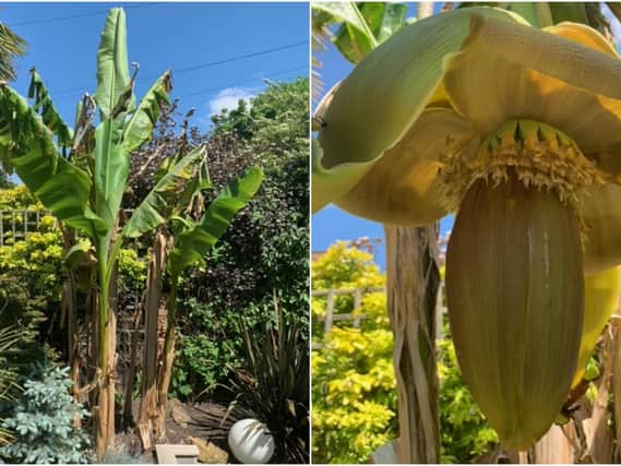 Richard Evans bananas are now growing in his tropical Warwick garden