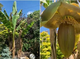 Richard Evans bananas are now growing in his tropical Warwick garden