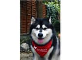 Animals are set to take centre stage at The Myton Hospices 'Positively Pawfect' virtual pet show. Photo supplied