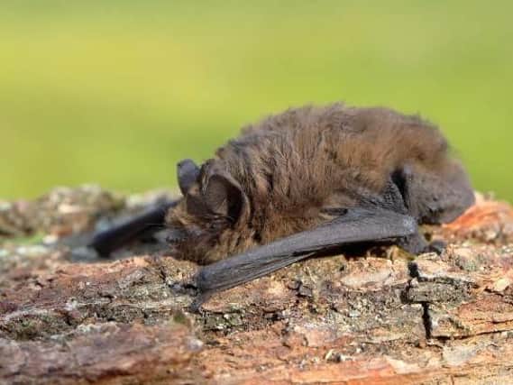 A pipistrelle bat resting on some bark. Photo: Getty Images.