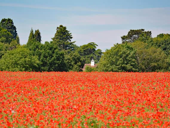 The poppy field along Sandy lane near North Leamington School. Photo by Josie Weller.