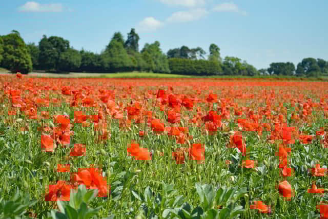 The poppy field along Sandy lane near North Leamington School. Photo by Josie Weller.