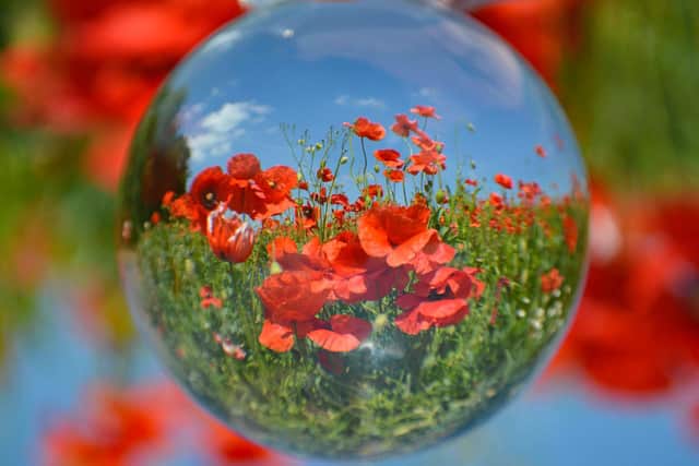 The poppy field along Sandy lane near North Leamington School. Photo by Josie Weller.