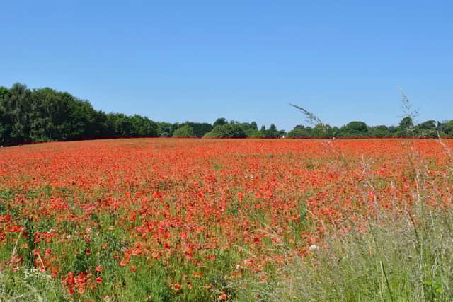 The poppy field along Sandy lane near North Leamington School. Photo by Josie Weller.