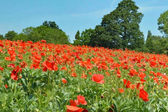 The poppy field along Sandy lane near North Leamington School. Photo by Josie Weller.