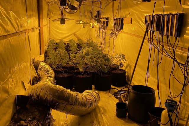 75 cannabis plants were also discovered. Photo: Warwickshire Police.