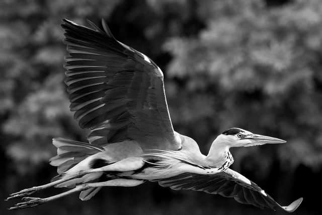 Jephson’s Heron by Steve Melville — winner of Class A, Club Level Projected Images.