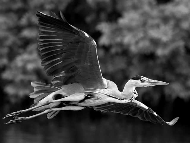Jephson’s Heron by Steve Melville — winner of Class A, Club Level Projected Images.
