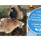 The photo on the left became an iconic image as protester Kerry O'Grady mourned the felling of the Hunningham Oak. Right: The blue plaque for the Hunningham Oak.