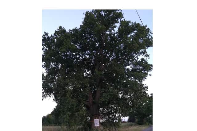 The Hunningham Oak before it was felled.