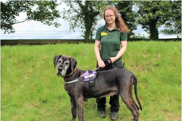 Great Dane, Zara, is pictured with Canine Carer Amanda Griffiths. Photo supplied