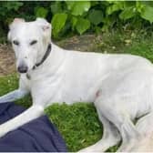 Suki, a white, four-year-old rescue Saluki, is missing. Photo supplied