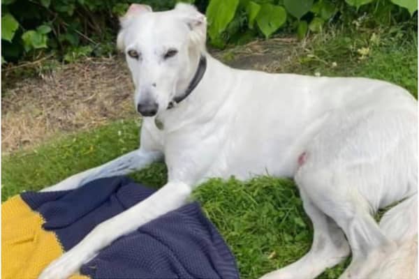 Suki, a white, four-year-old rescue Saluki, is missing. Photo supplied