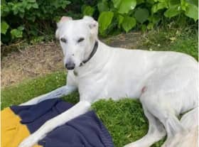 Suki, a white, four-year-old rescue Saluki, is missing. Photo supplied