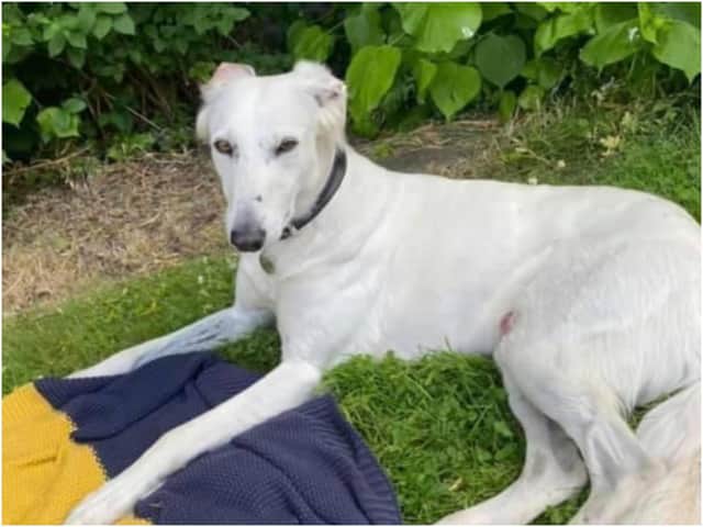Suki, a white, four-year-old rescue Saluki, is missing. Photo supplied