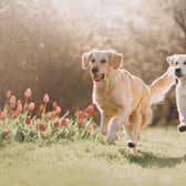 A Warwickshire vet is warning dog owners about a rising number of kennel cough cases sweeping through the county.