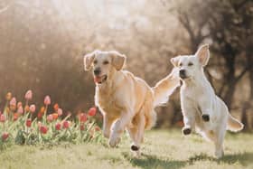 A Warwickshire vet is warning dog owners about a rising number of kennel cough cases sweeping through the county.