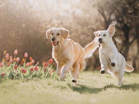 A Warwickshire vet is warning dog owners about a rising number of kennel cough cases sweeping through the county.