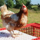 A hen welfare charity is urgently appealing for people to become a ‘hen hero’ and save hundreds of hens from slaughter this weekend.