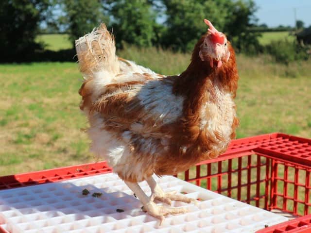 A hen welfare charity is urgently appealing for people to become a ‘hen hero’ and save hundreds of hens from slaughter this weekend.