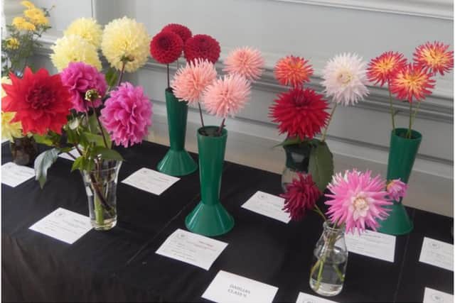The Warwick Horticultural and Allotment Society is set to host its annual show. Photo from the show in 2019. Photo by the Warwick Horticultural and Allotment Society
