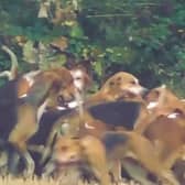 Video footage by the West Midlands Hunt Saboteurs shows the dogs killing a fox.