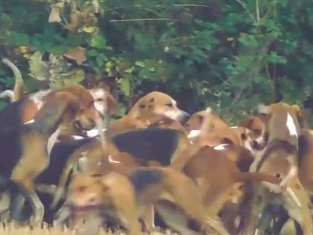 Video footage by the West Midlands Hunt Saboteurs shows the dogs killing a fox.