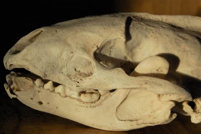 Badger skull. Photo supplied