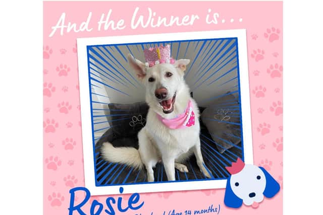 Rosie, a 14 month German Shepherd from Hull took the top spot in the competition. Photo supplied