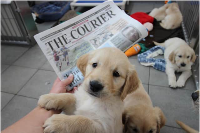 Sight loss charity Guide Dogs has launched its ‘papers for puppies’ campaign, asking readers of local newspapers in Warwickshire to donate their old papers to help guide dog puppies. Photo supplied