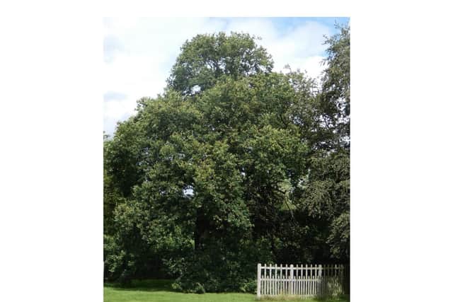 The 1,000-year-old ‘Shakespeare Tree’ in the grounds of Stoneleigh Abbey