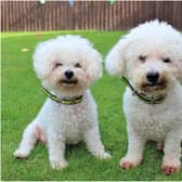 Father and son Alfie (left) and Boris are looking for a new home together. Photo supplied