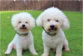 Father and son Alfie (left) and Boris are looking for a new home together. Photo supplied