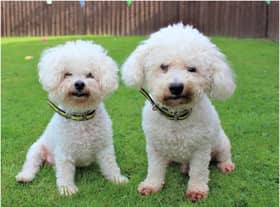 Father and son Alfie (left) and Boris are looking for a new home together. Photo supplied