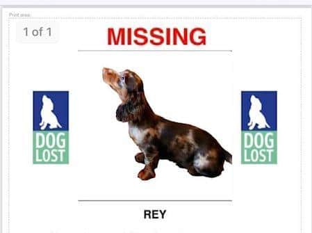A poster published by the Dog Lost charity when Rey was missing