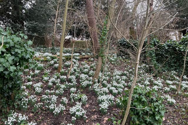 A stunning display of snowdrops in Leamington Hastings.