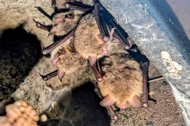 Local bat numbers soar thanks to Graven Hill’s conservation success