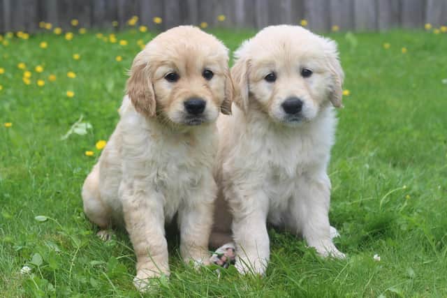 Sight loss charity Guide Dogs is looking for volunteers in Warwickshire who could provide a loving home to a guide dog puppy for the first year of their life. Photo supplied by Guide Dogs