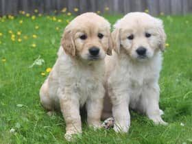 Sight loss charity Guide Dogs is looking for volunteers in Warwickshire who could provide a loving home to a guide dog puppy for the first year of their life. Photo supplied by Guide Dogs