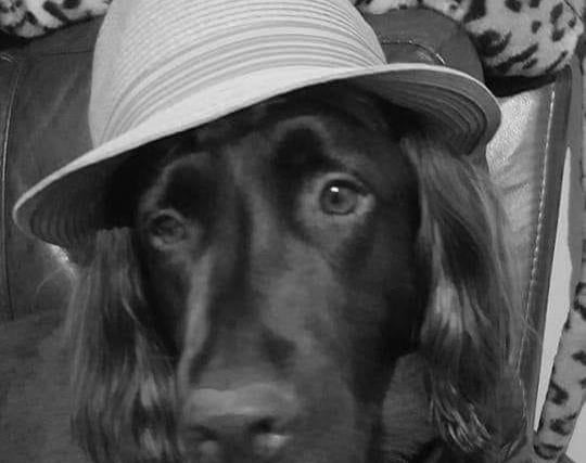 Tip of the hat to Kym's handsome dog.
