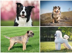 According to Pets at Home, all dogs can be trained, but some breeds are far more receptive than others (Photo: Shutterstock)