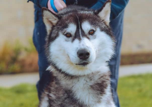 Another Siberian Husky! Ariel is likewise an energetic pup who'll need your full attention. If you're up to the challenge, she'd be very grateful, though.