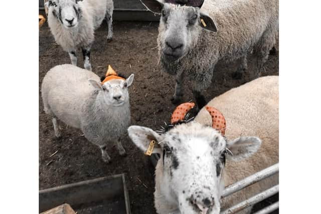 A shelter for rescued farm animals is opening its doors for a Halloween open weekend. Photo supplied