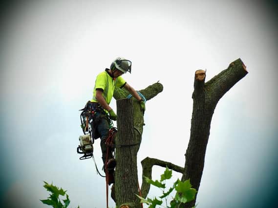 Work  to remove the ancient cedar tree in Jephson Gardens last week.