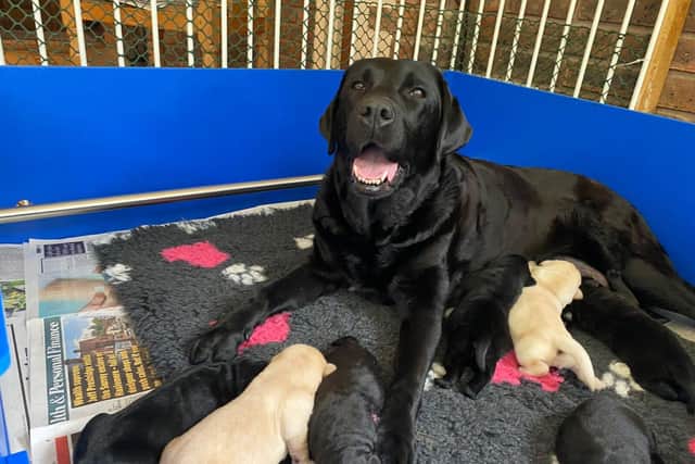 Guide dog mum Sophie with one of her litters of guide dog pups