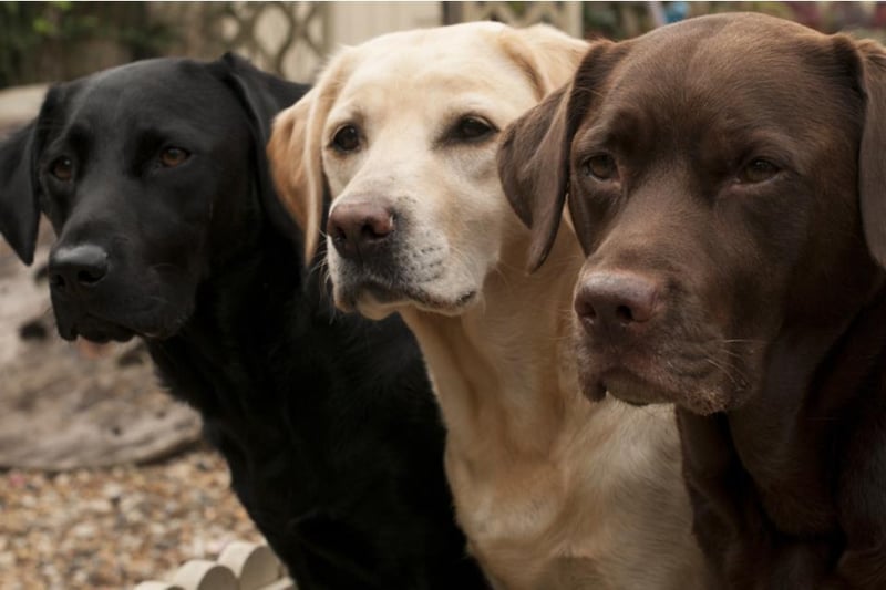 Average insurance cost: Labrador: £247.50, British Shorthair: £109.72
